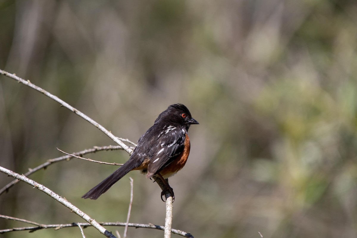 Spotted Towhee - ML620125526