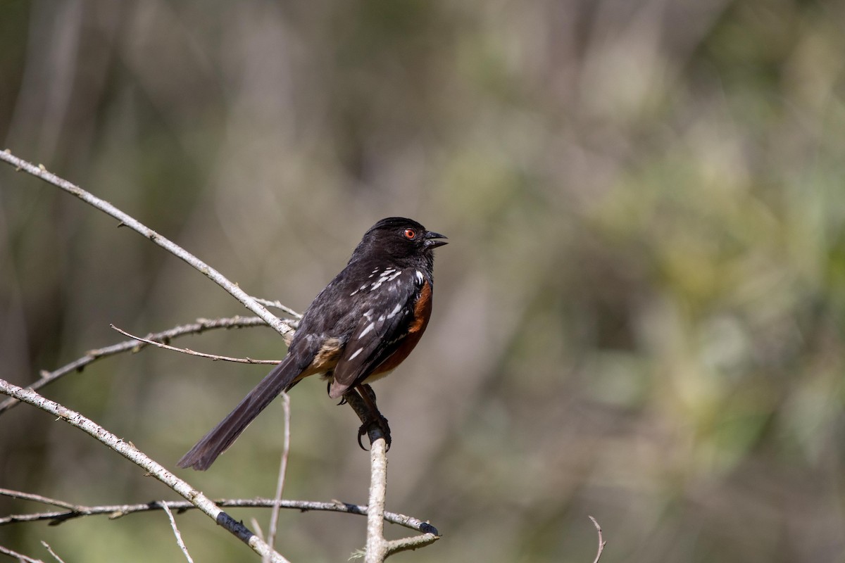 Spotted Towhee - ML620125527