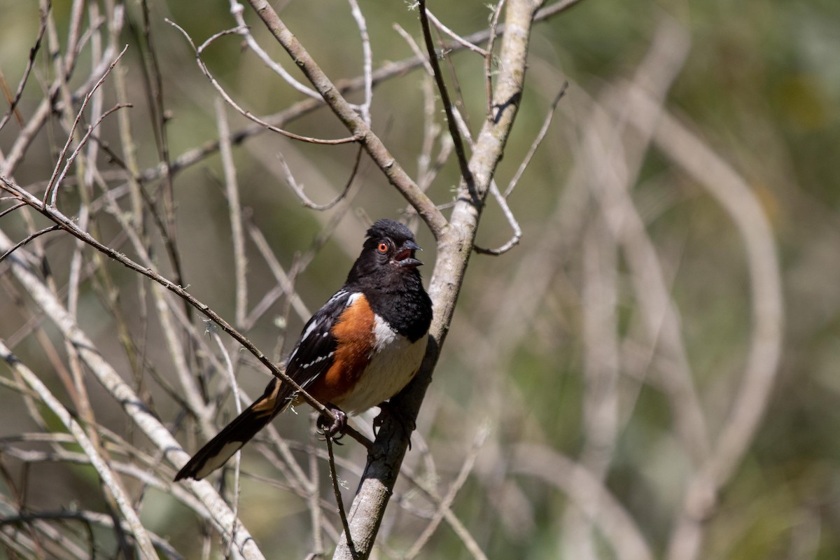 Spotted Towhee - ML620125528