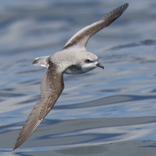 Cook's Petrel - ML620125531