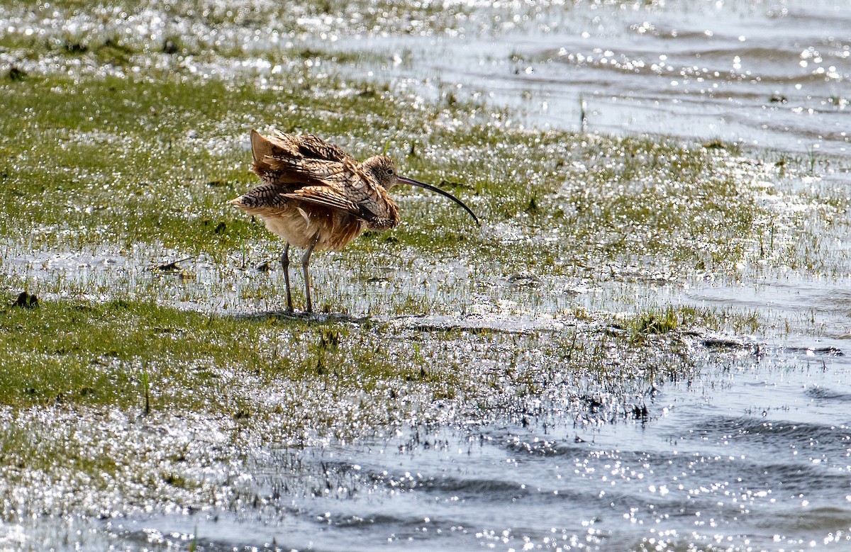 Long-billed Curlew - ML620125544