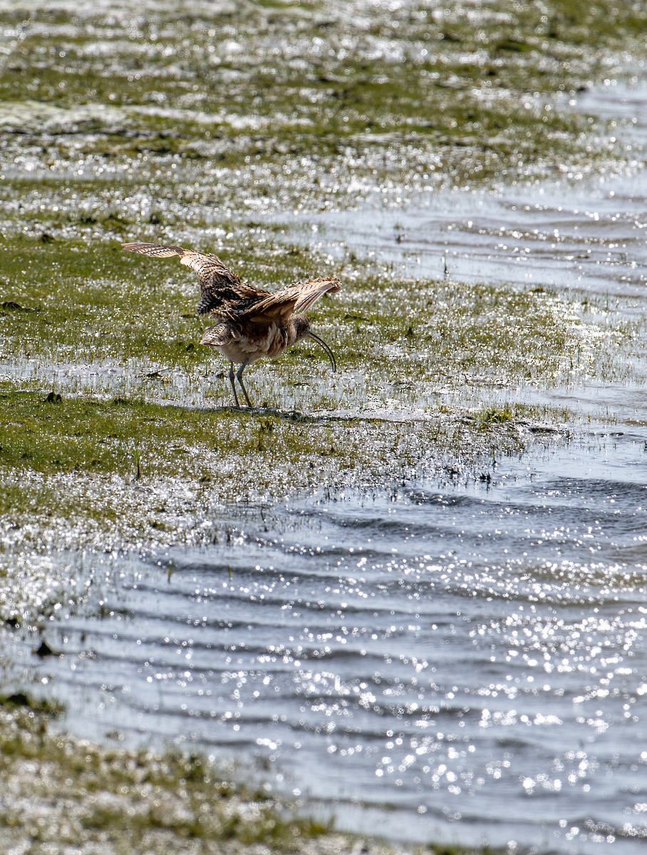Long-billed Curlew - ML620125545