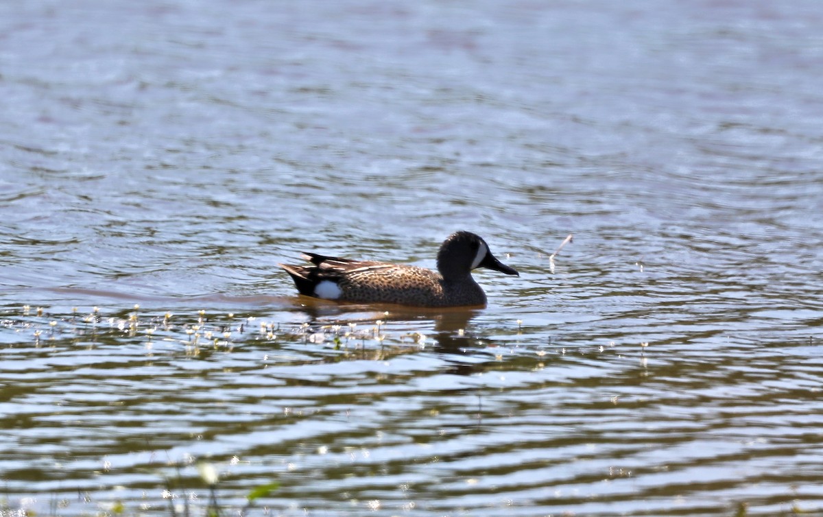 Blue-winged Teal - ML620125546