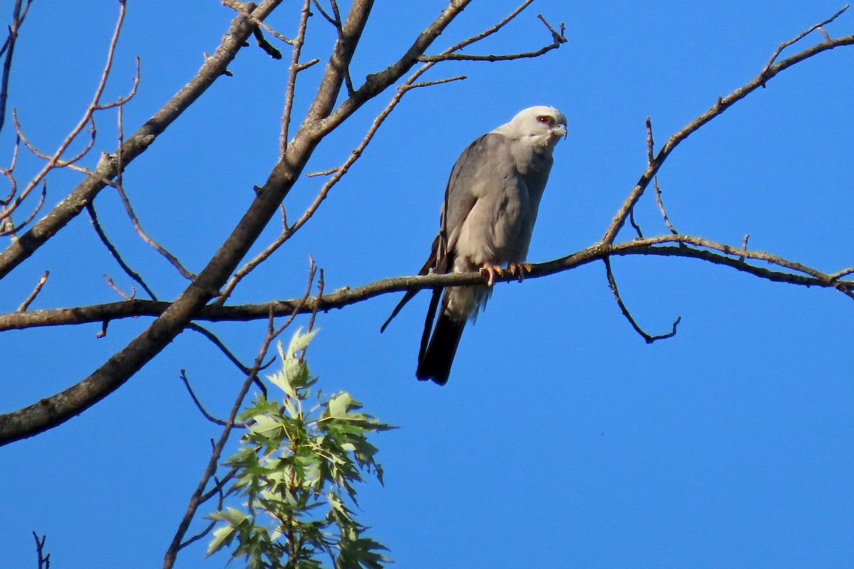 Mississippi Kite - ML620125550