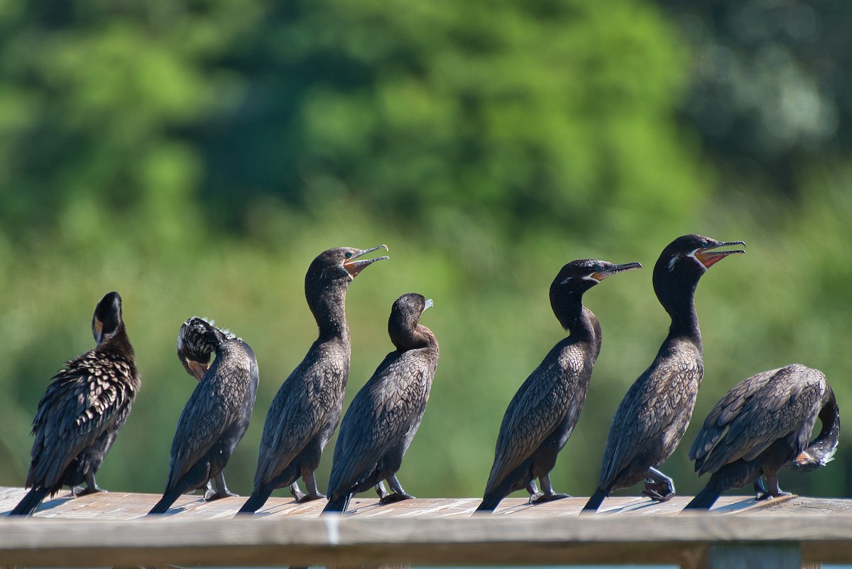 Neotropic Cormorant - Donald Fullmer