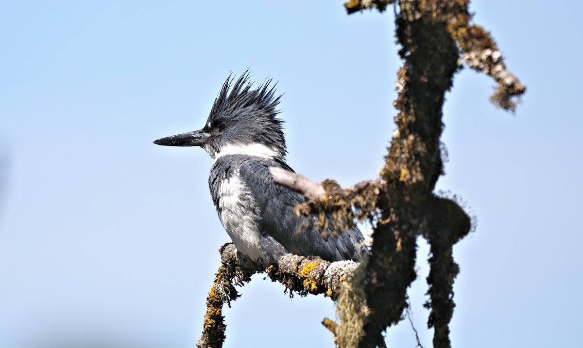 Belted Kingfisher - ML620125571