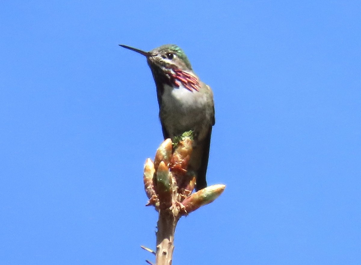 Calliope Hummingbird - ML620125573