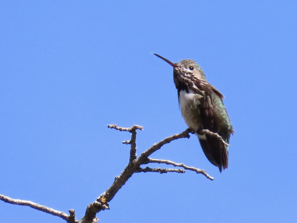 Calliope Hummingbird - ML620125574