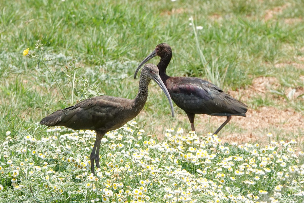 ibis americký - ML620125604