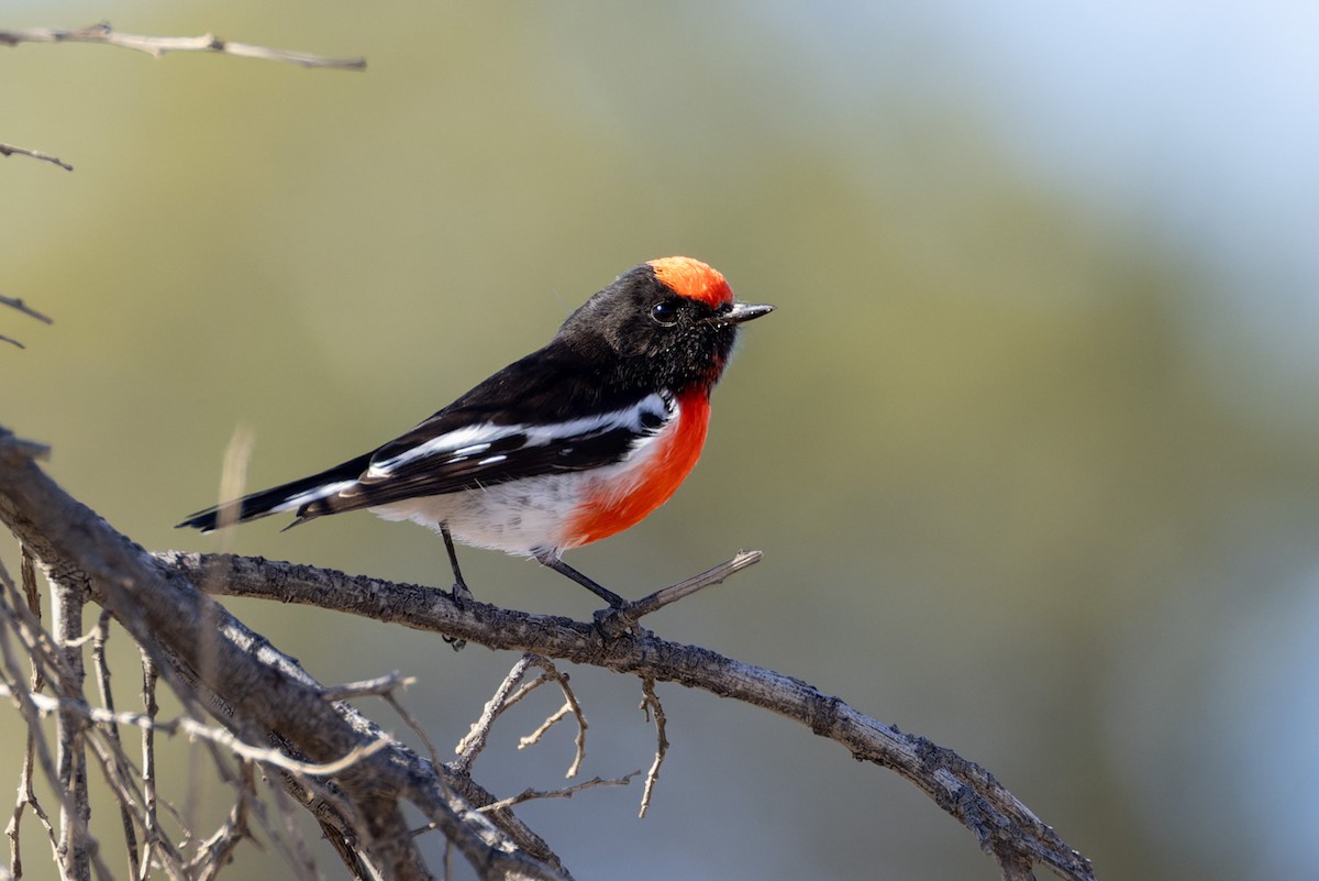 Red-capped Robin - ML620125605