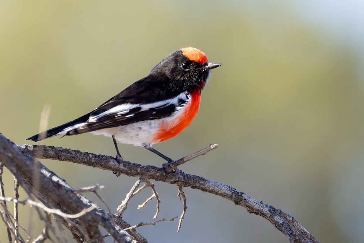 Red-capped Robin - ML620125606