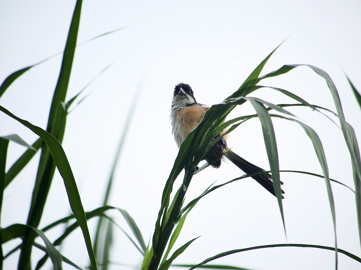 Long-tailed Shrike - ML620125618