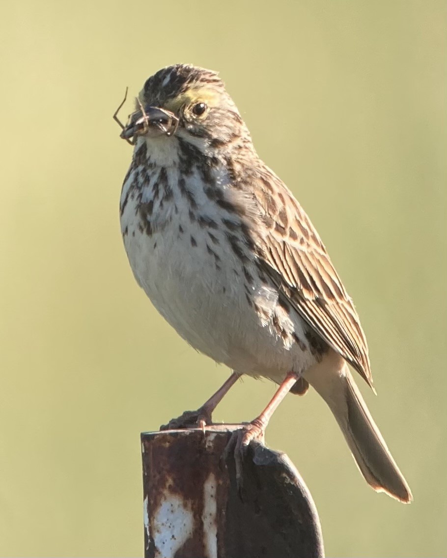 Savannah Sparrow - ML620125619