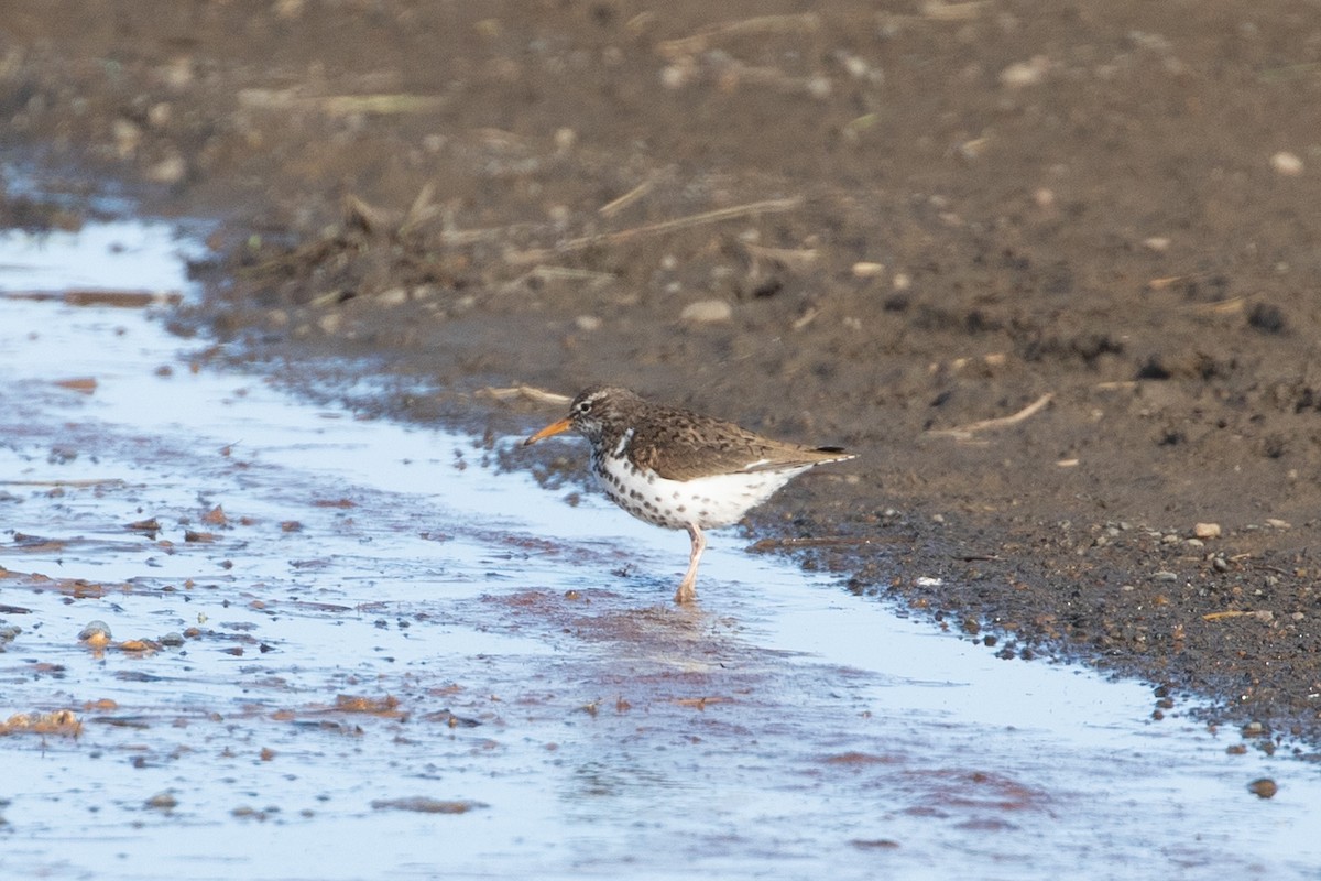 Spotted Sandpiper - ML620125624