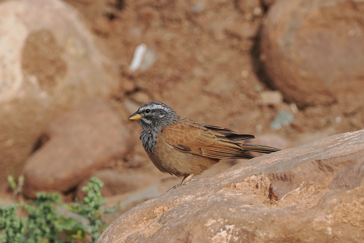 Bruant du Sahara - ML620125632