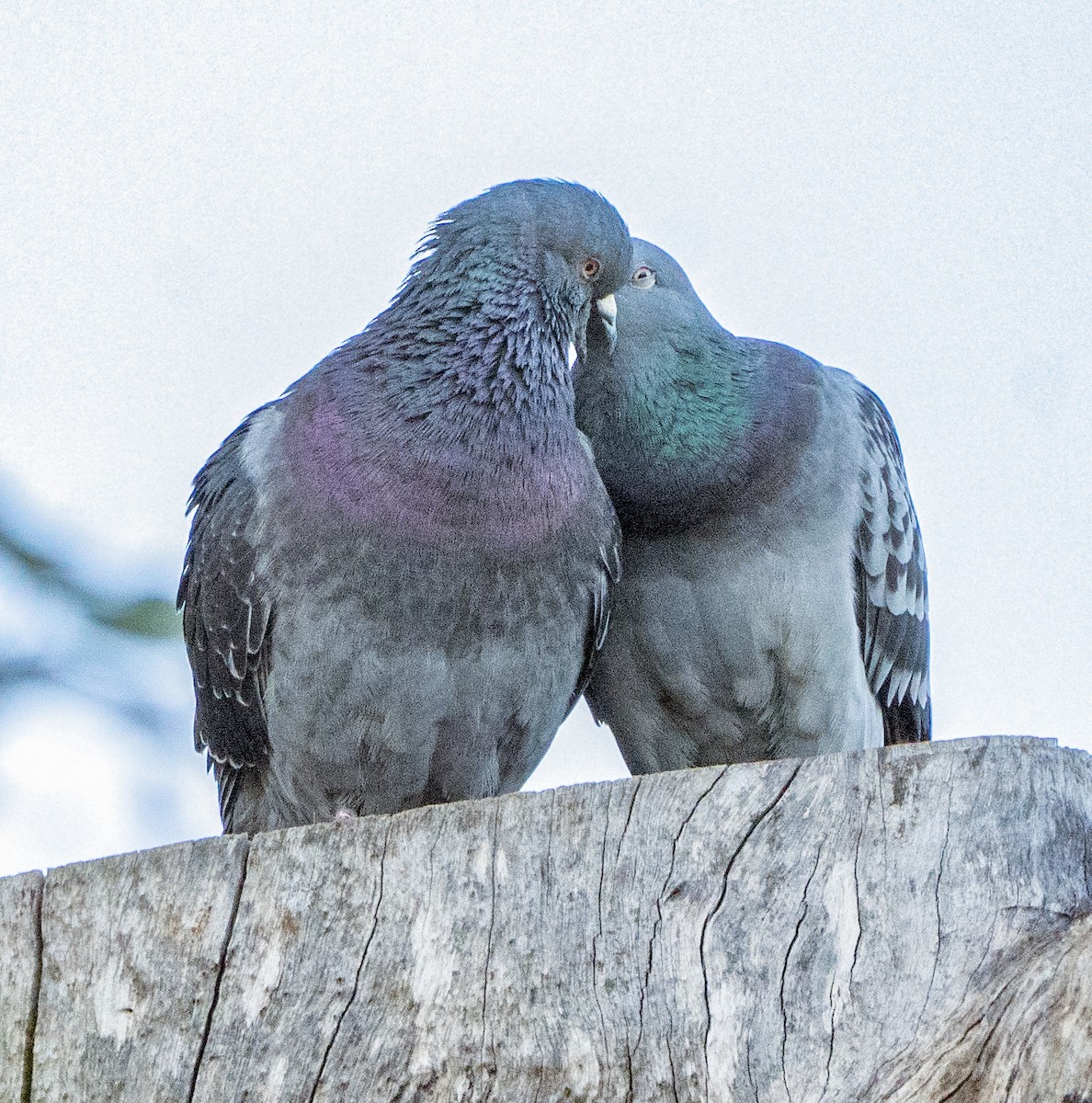 Rock Pigeon (Feral Pigeon) - ML620125635