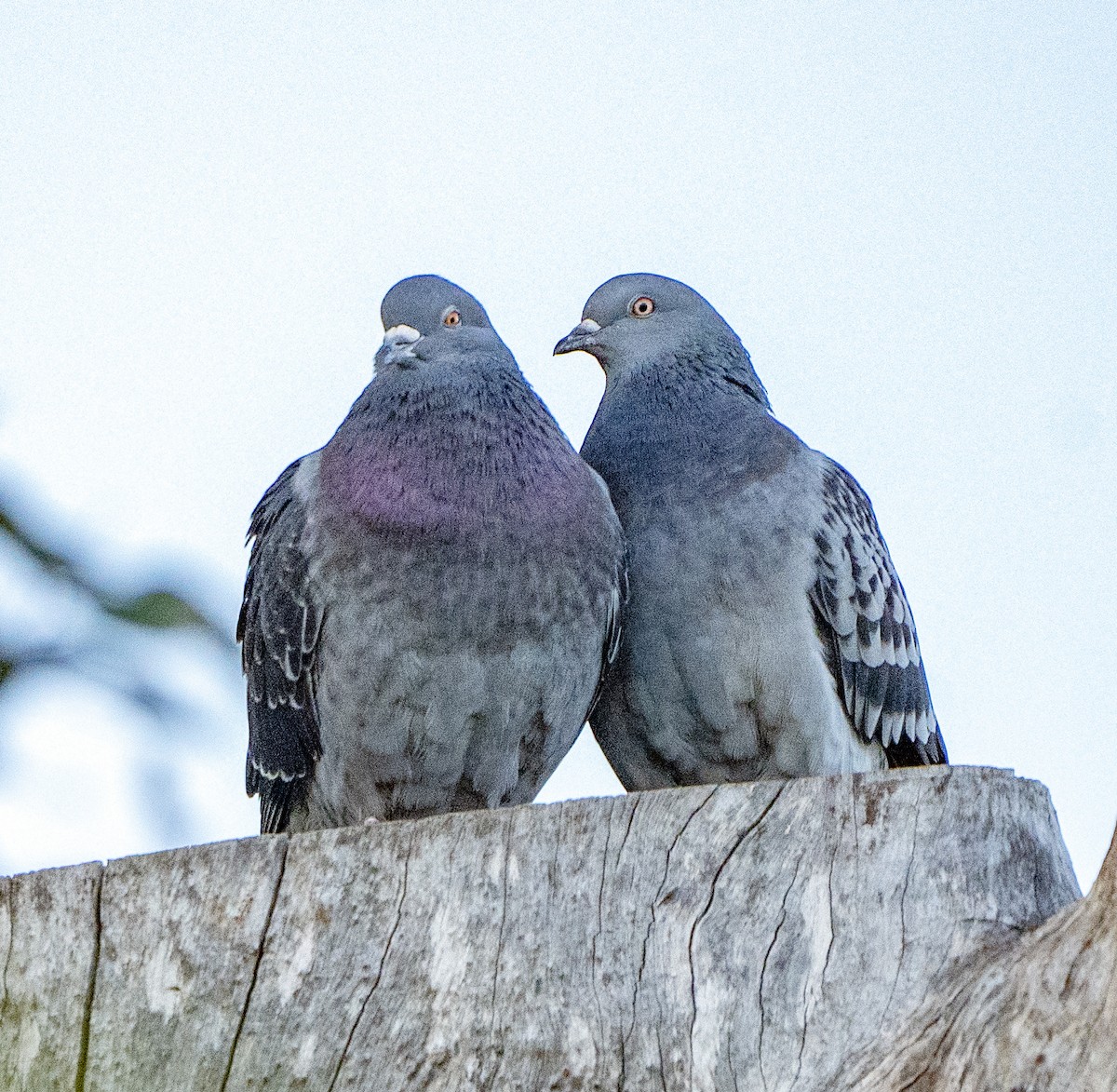 Rock Pigeon (Feral Pigeon) - ML620125636