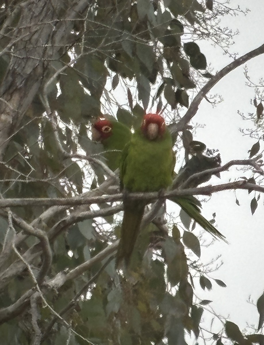 Guayaquil Papağanı - ML620125639