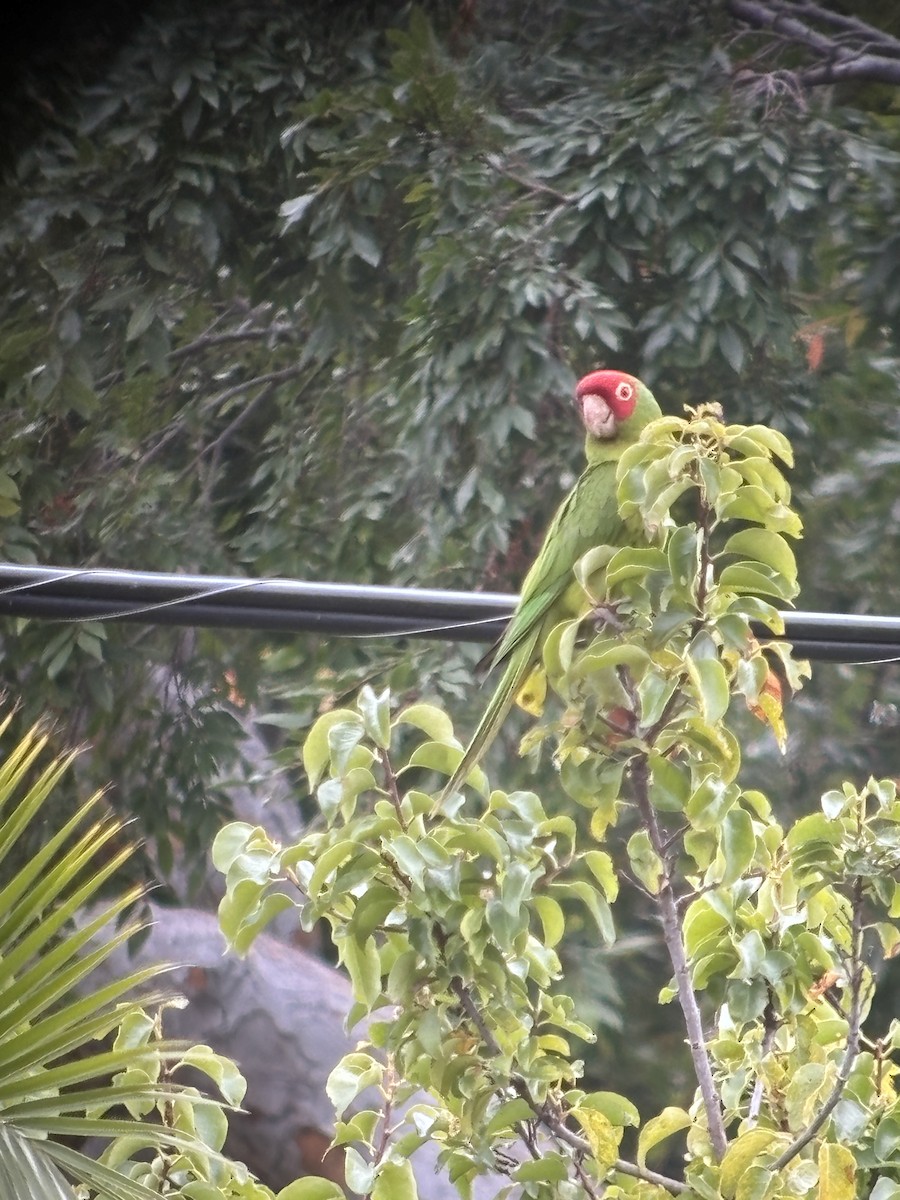 紅臉鸚鵡 - ML620125640