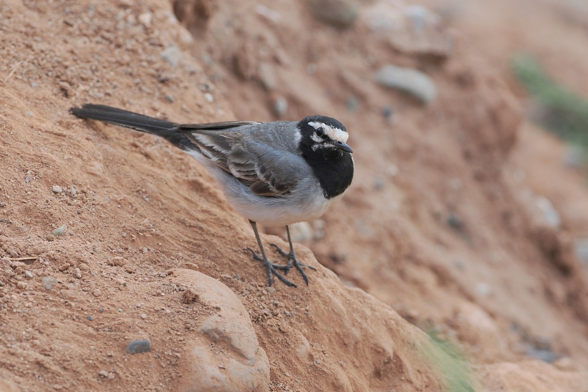 White Wagtail (Moroccan) - ML620125642