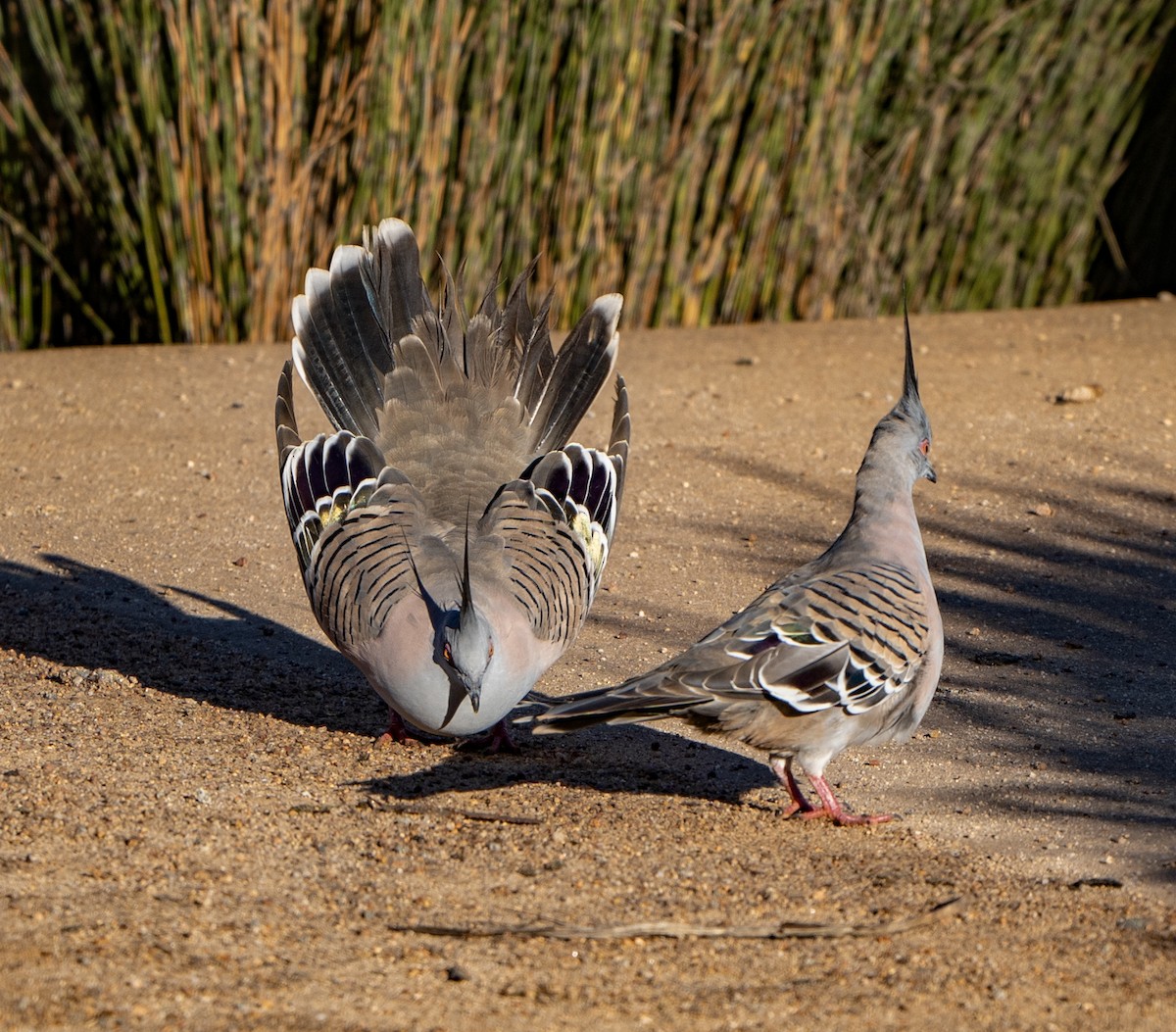 Crested Pigeon - ML620125653