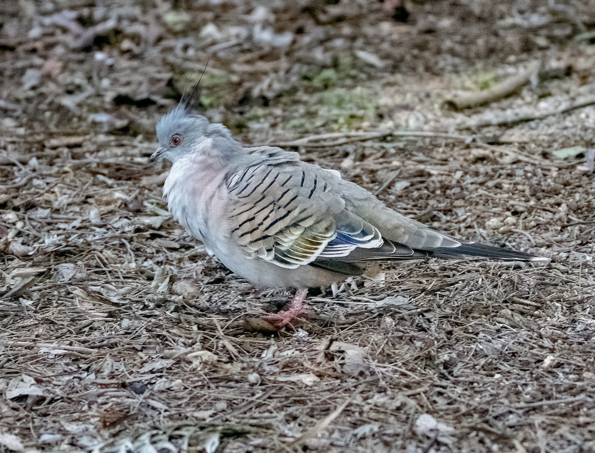 Crested Pigeon - ML620125654