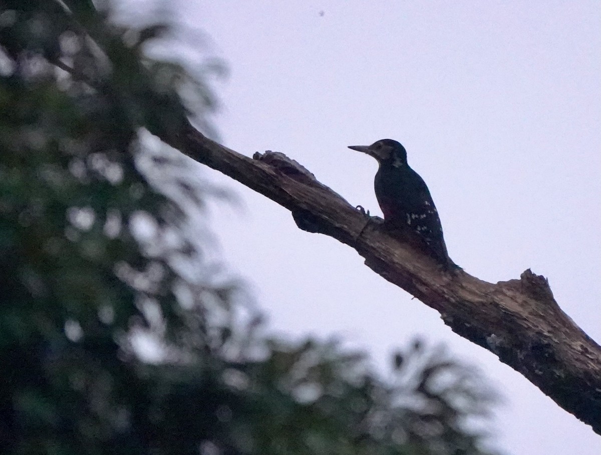 White-backed Woodpecker (Amami) - ML620125662