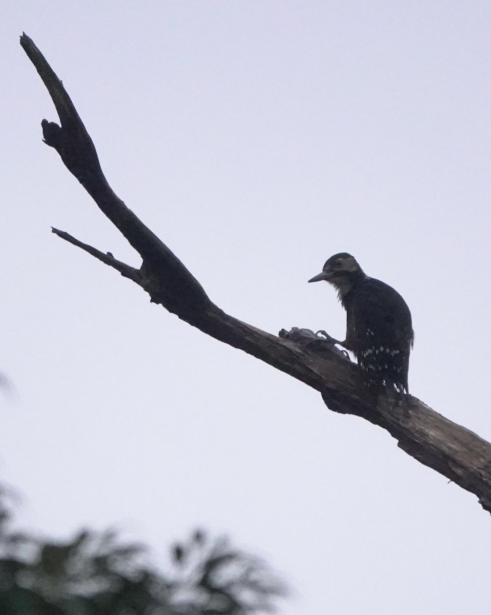 White-backed Woodpecker (Amami) - ML620125664