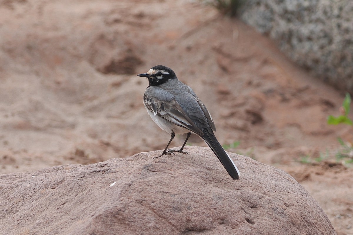 White Wagtail (Moroccan) - ML620125670