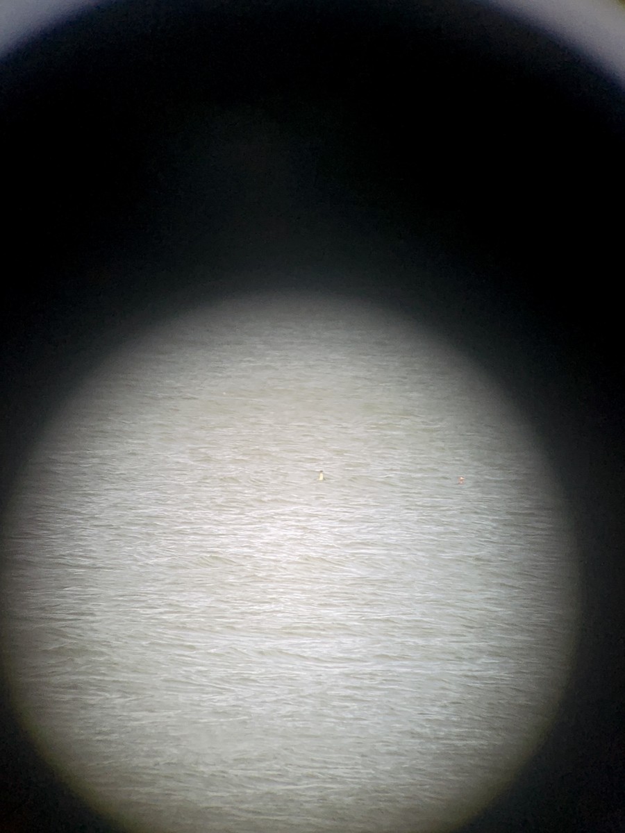 Western Grebe - ML620125680