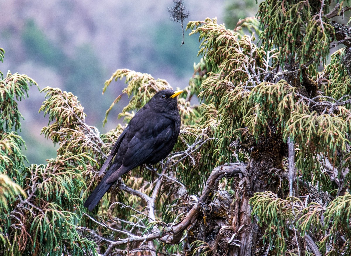 Tibetan Blackbird - ML620125691