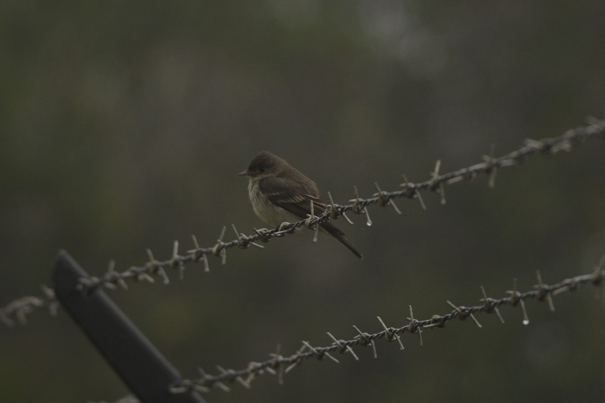 Eastern Wood-Pewee - ML620125711