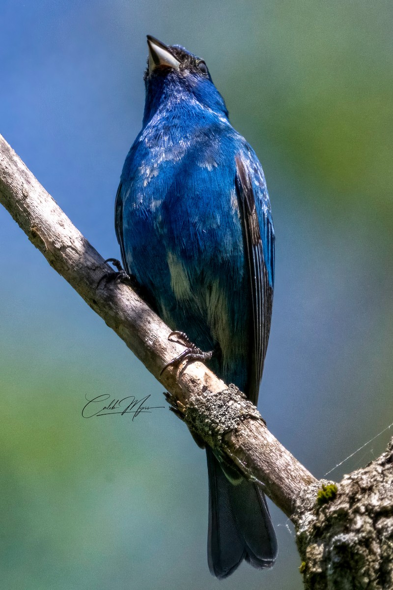 Passerin indigo - ML620125717