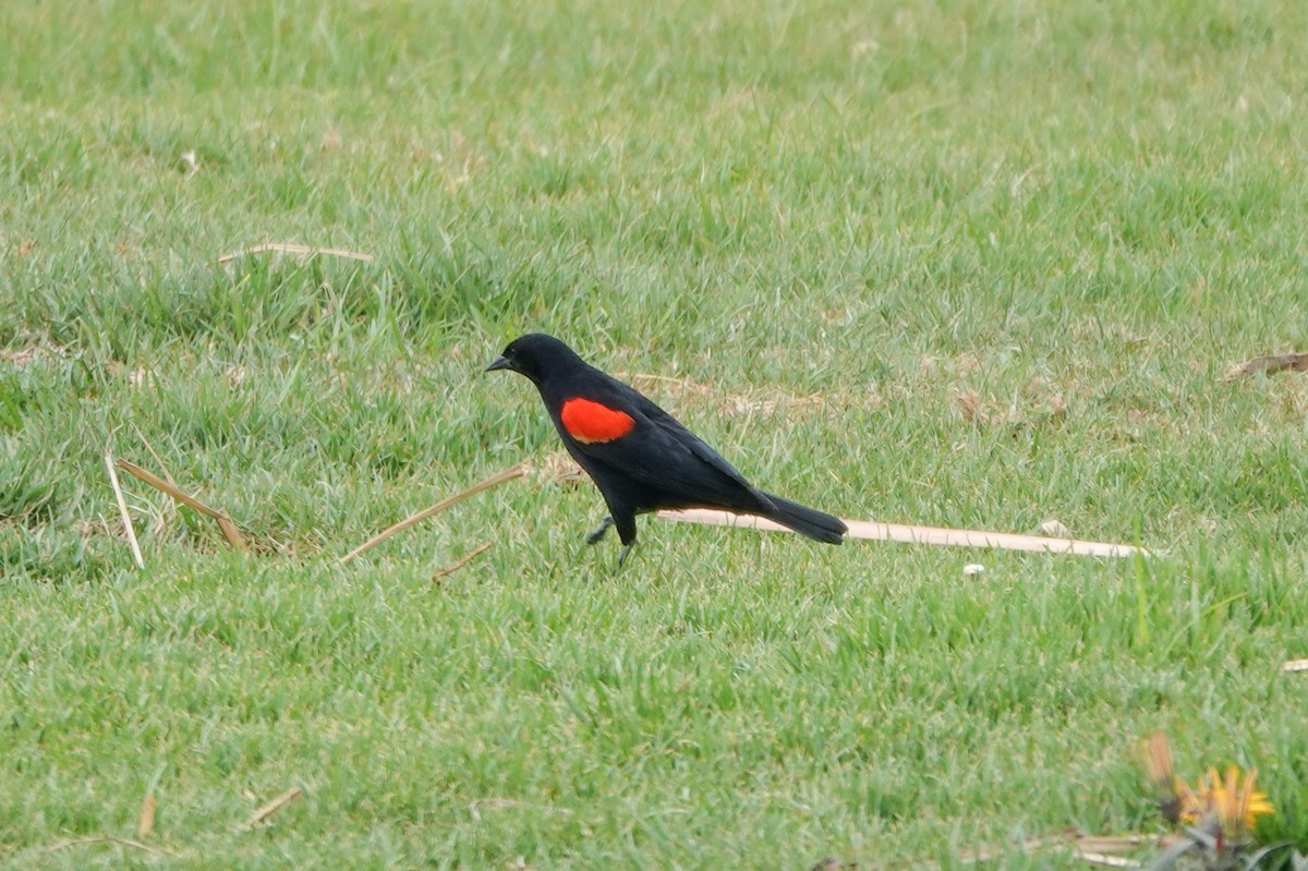 Red-winged Blackbird - ML620125719