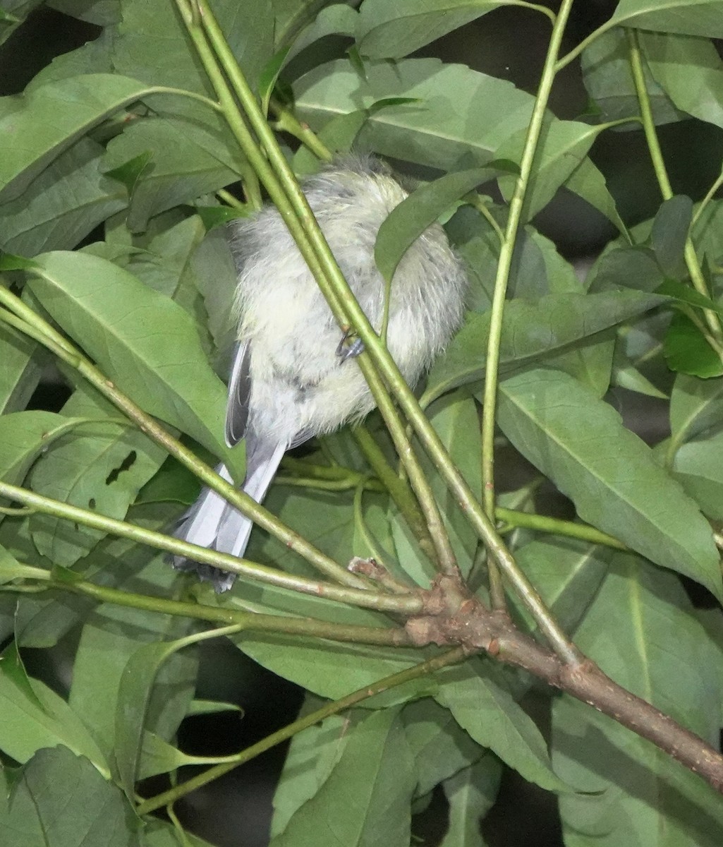 Japanese Tit (Amami) - ML620125727