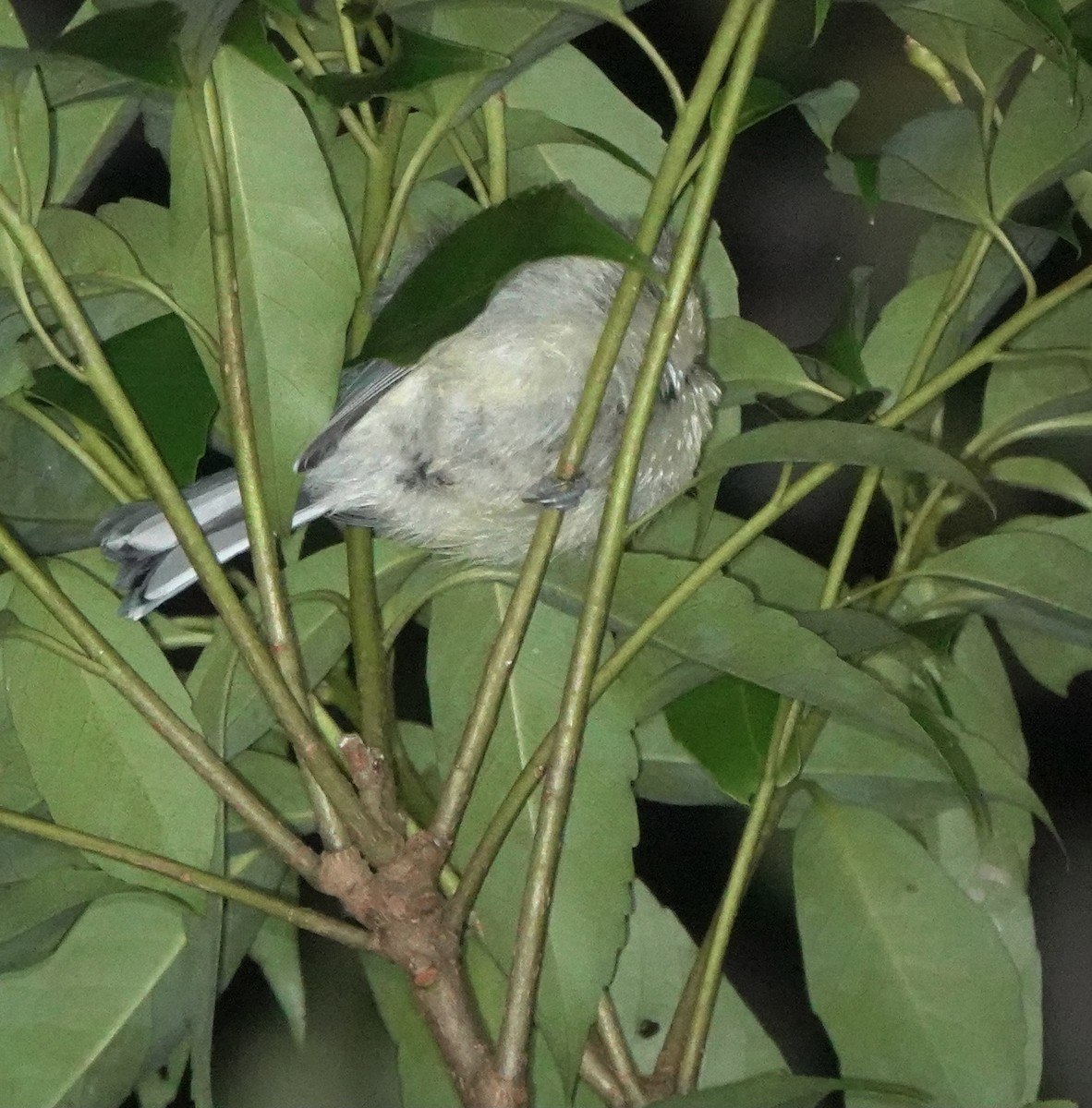 Japanese Tit (Amami) - ML620125728