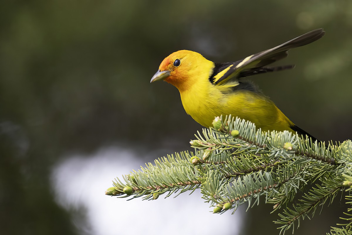 Western Tanager - ML620125813