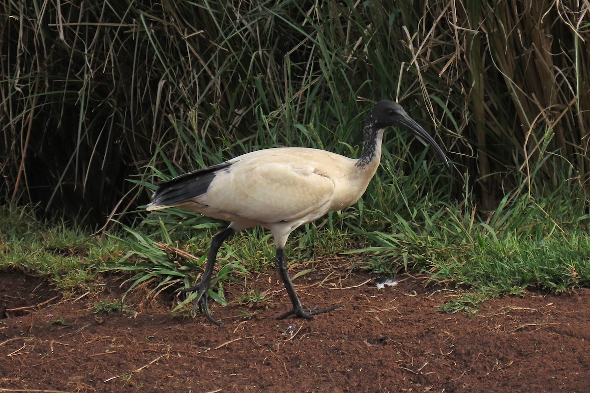 ibis australský - ML620125816