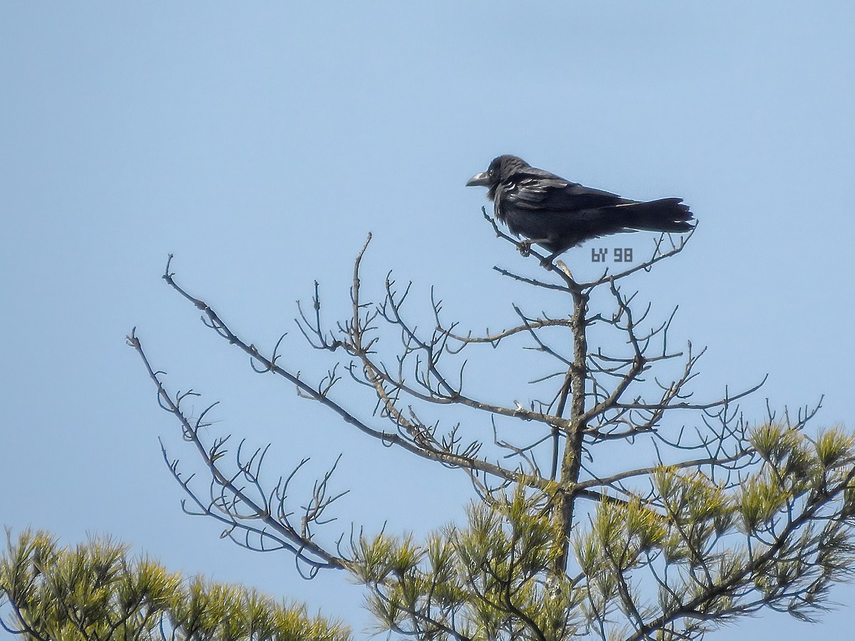 Large-billed Crow - ML620125837