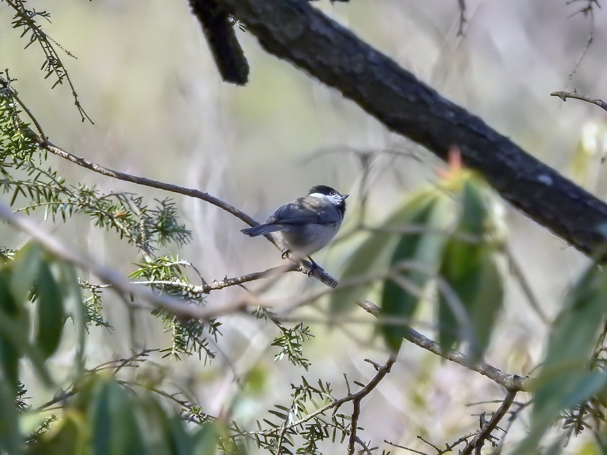 Black-bibbed Tit - ML620125839