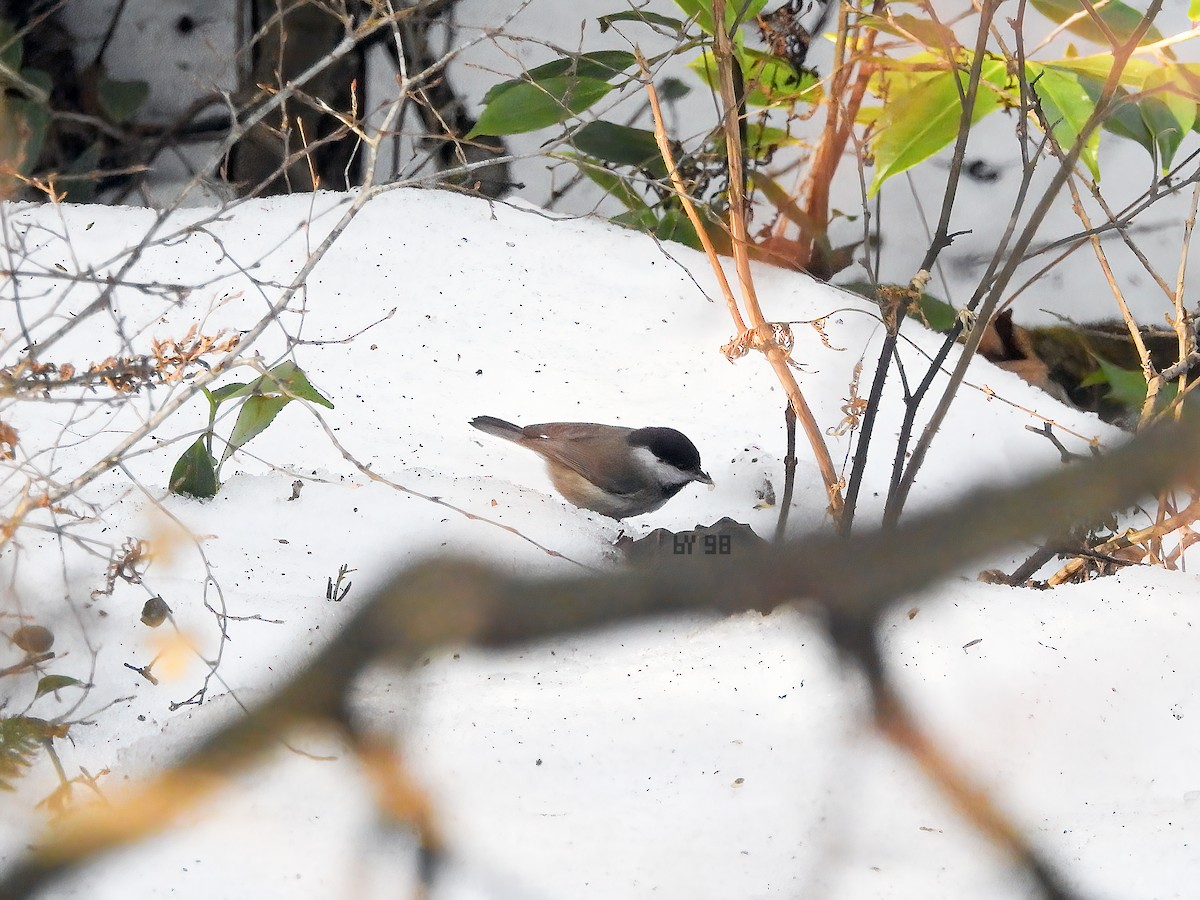 Black-bibbed Tit - ML620125840