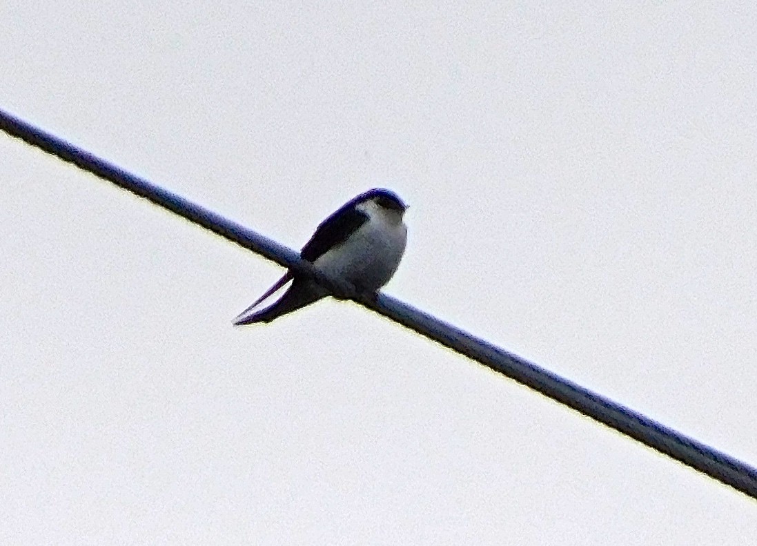 Violet-green Swallow - ML620125865
