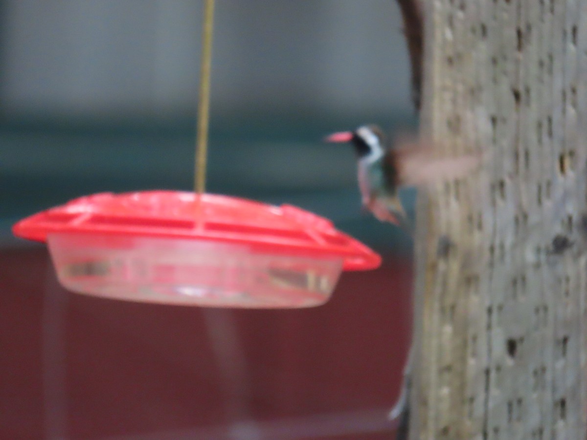 White-eared Hummingbird - ML620125877
