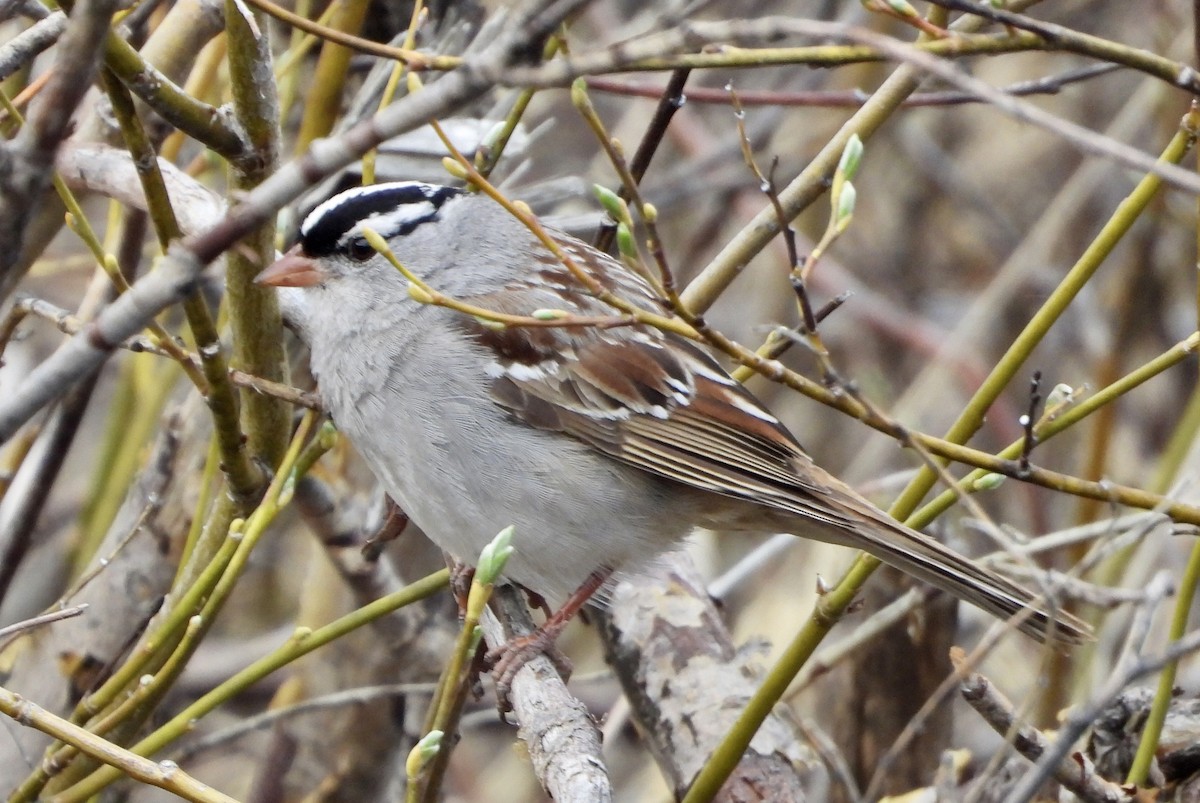 White-crowned Sparrow - ML620125887