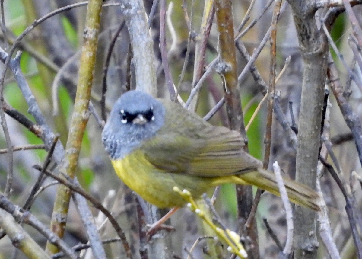 MacGillivray's Warbler - ML620125897