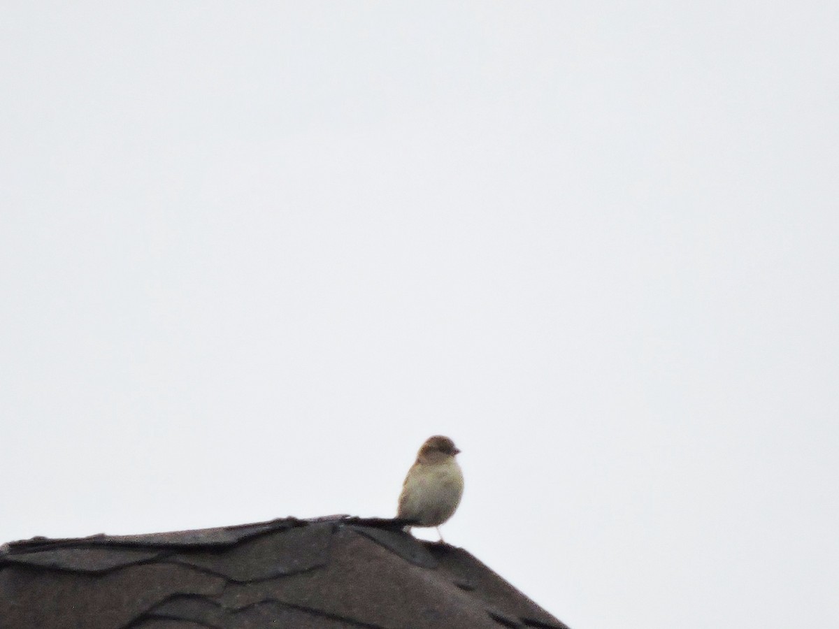 House Sparrow - ML620125898