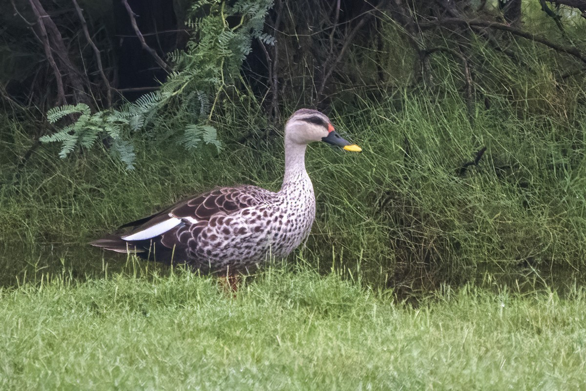 Indian Spot-billed Duck - ML620125901