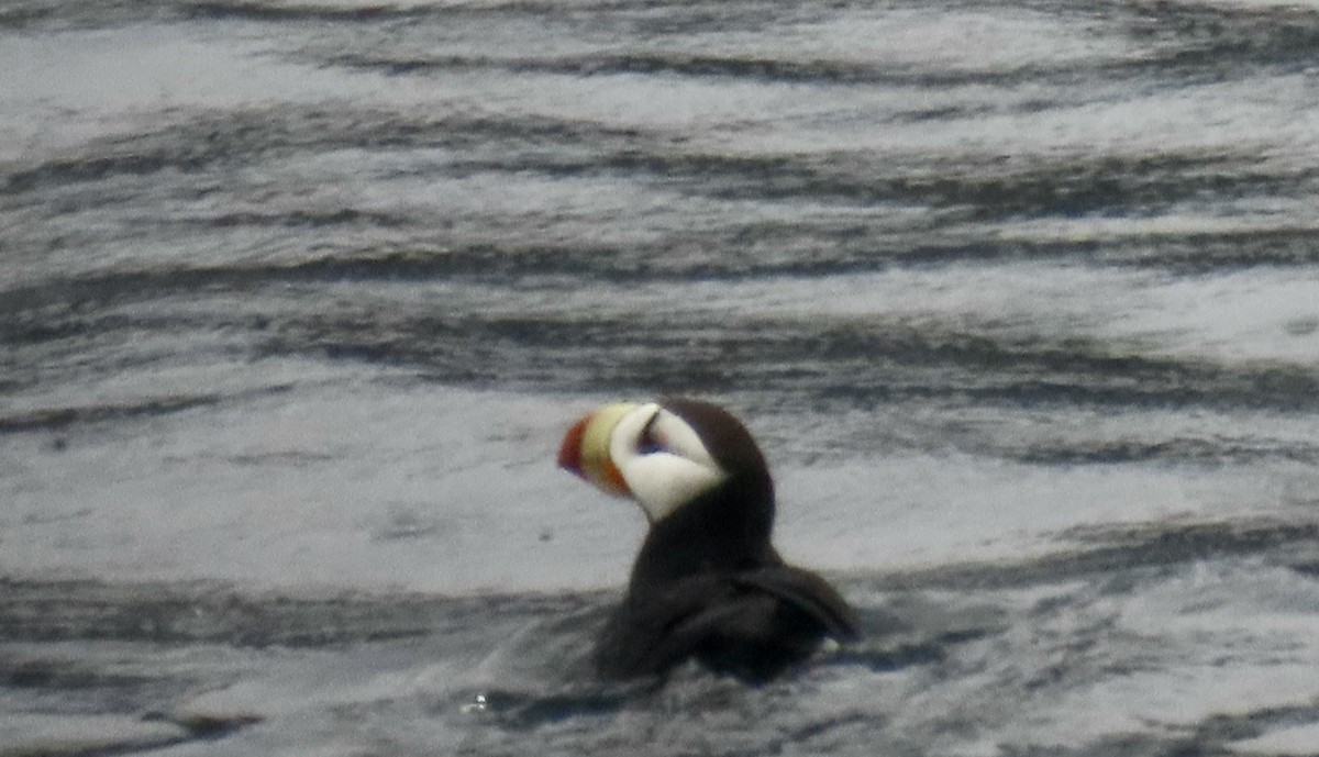Horned Puffin - ML620125904