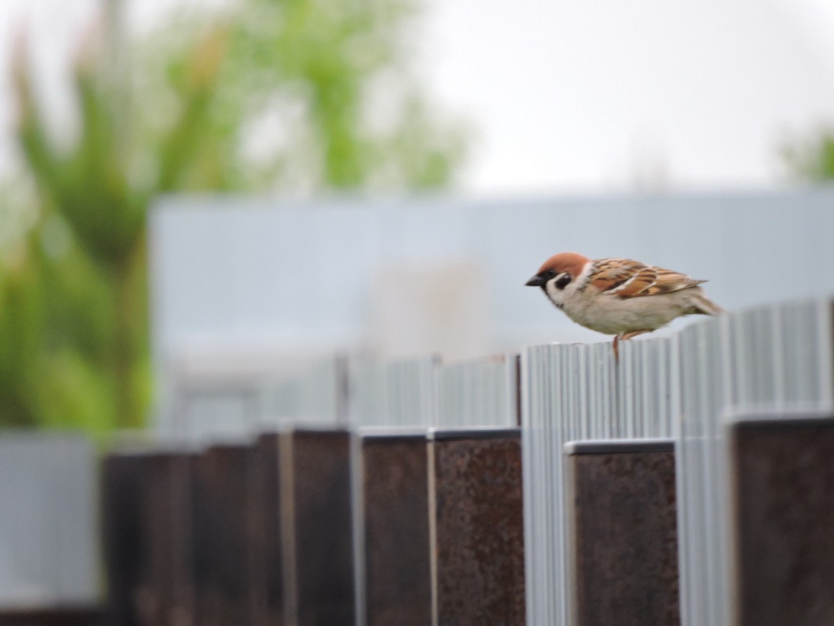 Eurasian Tree Sparrow - ML620125905