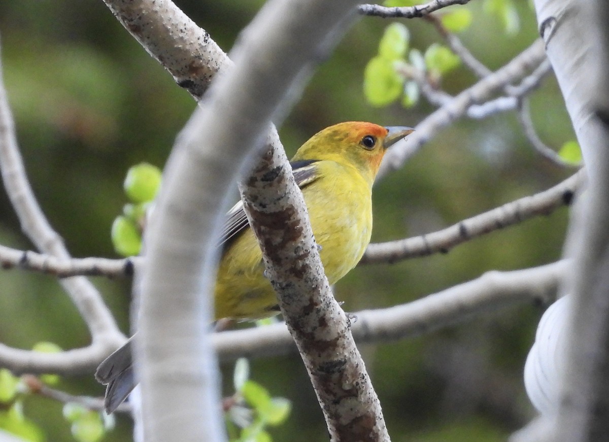 Western Tanager - Kyle Fisher